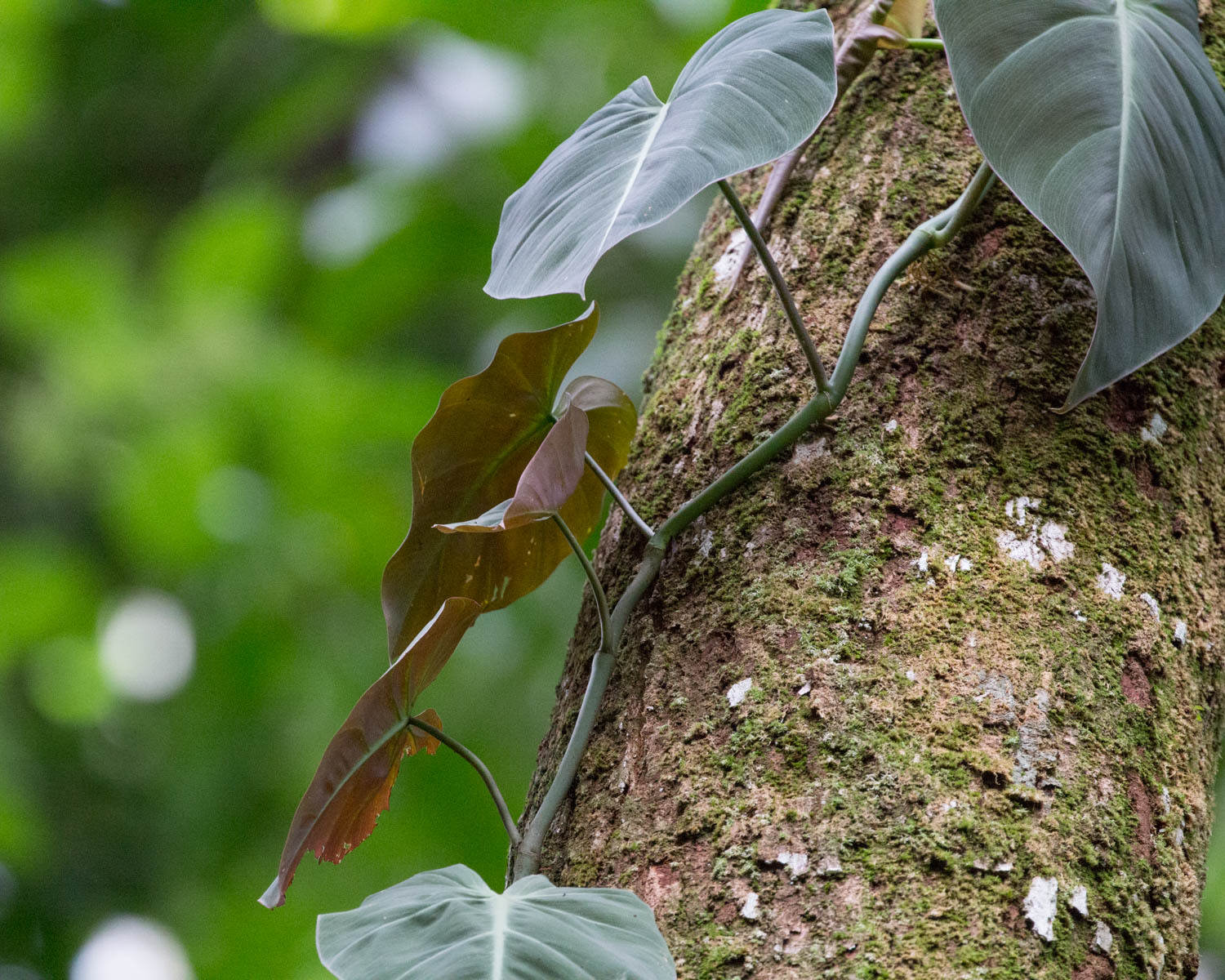 Philodendron scandens